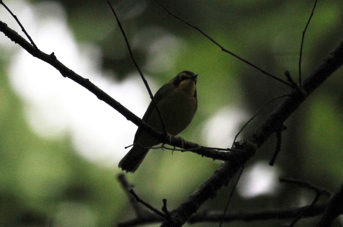 Kentucky Warbler - naomi h