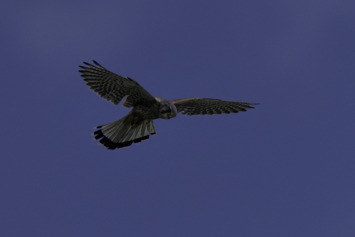 Eurasian Kestrel - Holger Schneider