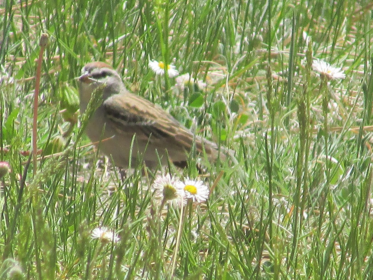 Chipping Sparrow - ML619429187