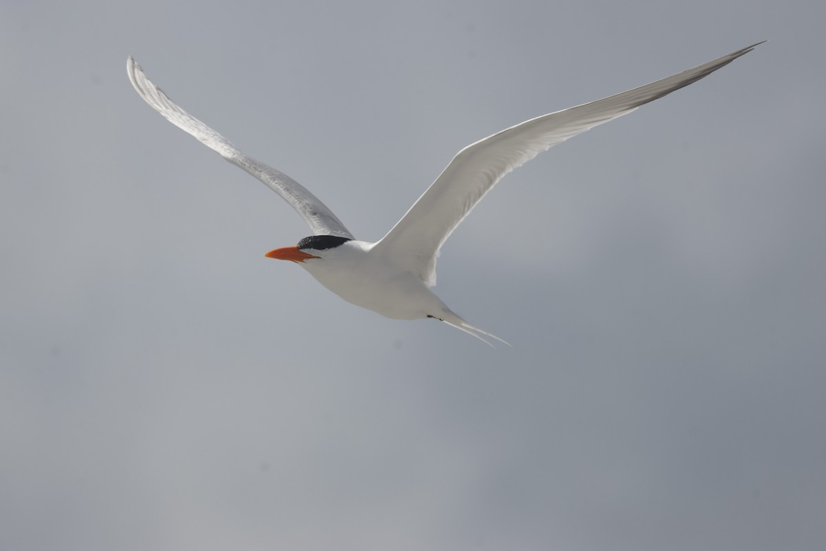 Royal Tern - Jeff Taylor