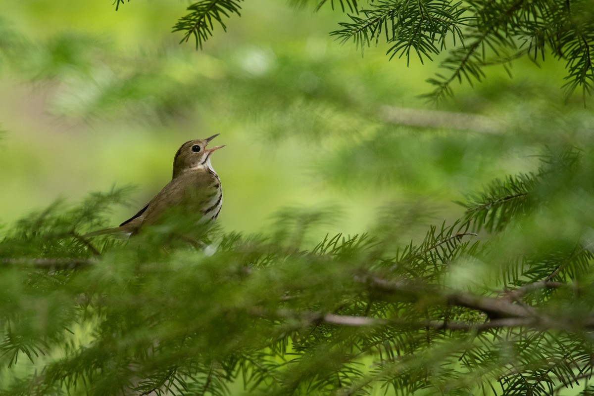 Ovenbird - Philippe Hénault