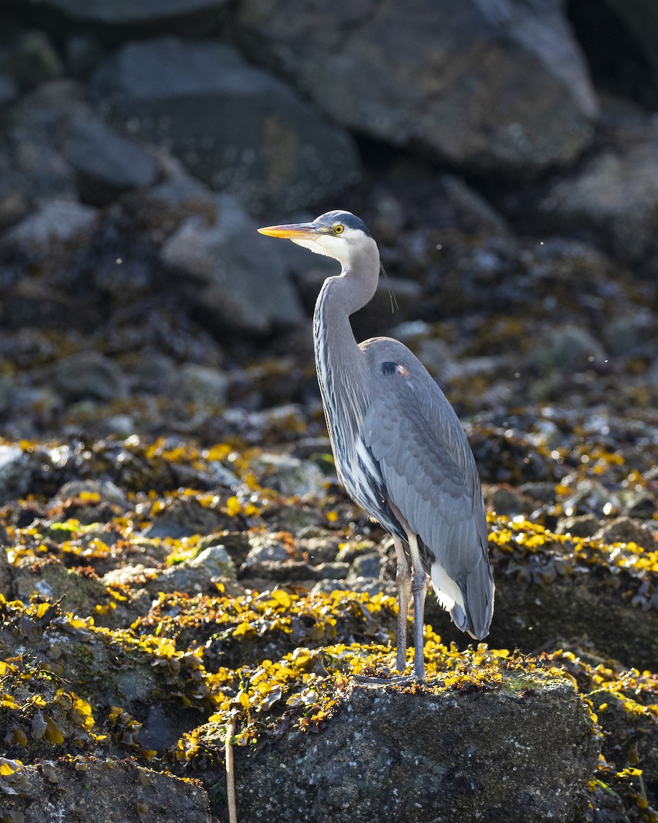 Great Blue Heron - Mark Sawyer