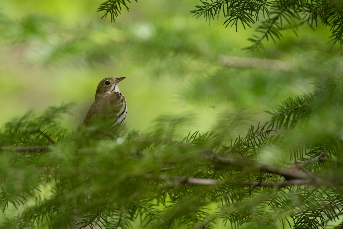 Ovenbird - ML619429212