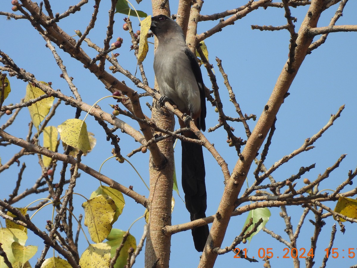 Gray Treepie - Chethan Krishnan