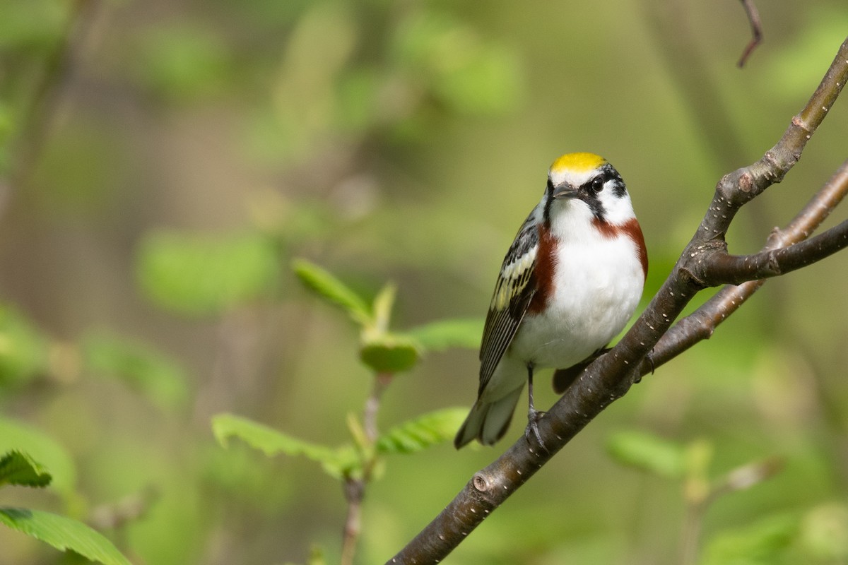 Chestnut-sided Warbler - Philippe Hénault