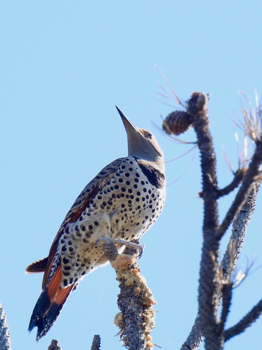 Northern Flicker (Red-shafted) - Dave Catterson