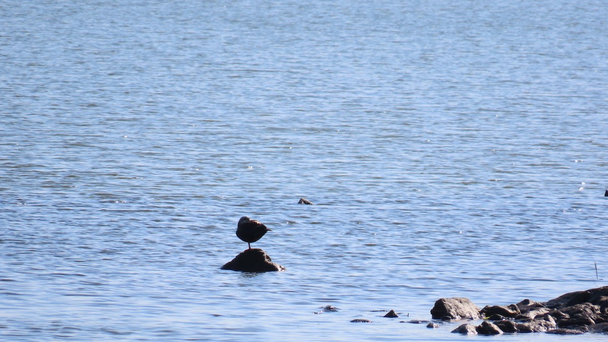 Eastern Spot-billed Duck - YUKIKO ISHIKAWA