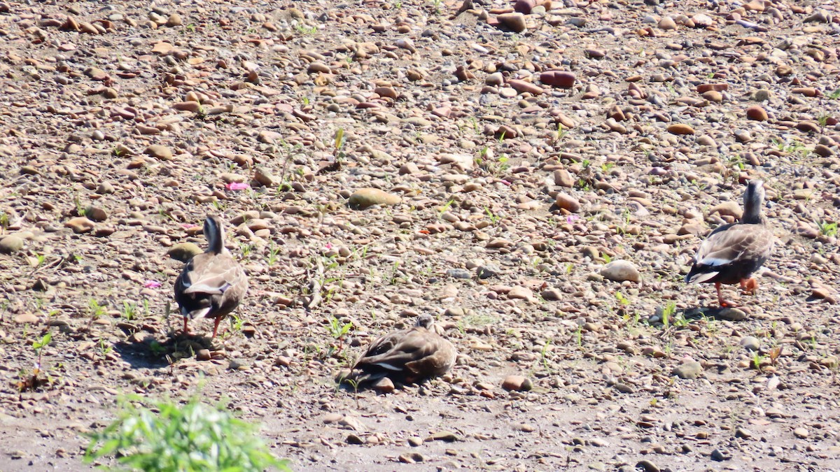 Eastern Spot-billed Duck - YUKIKO ISHIKAWA