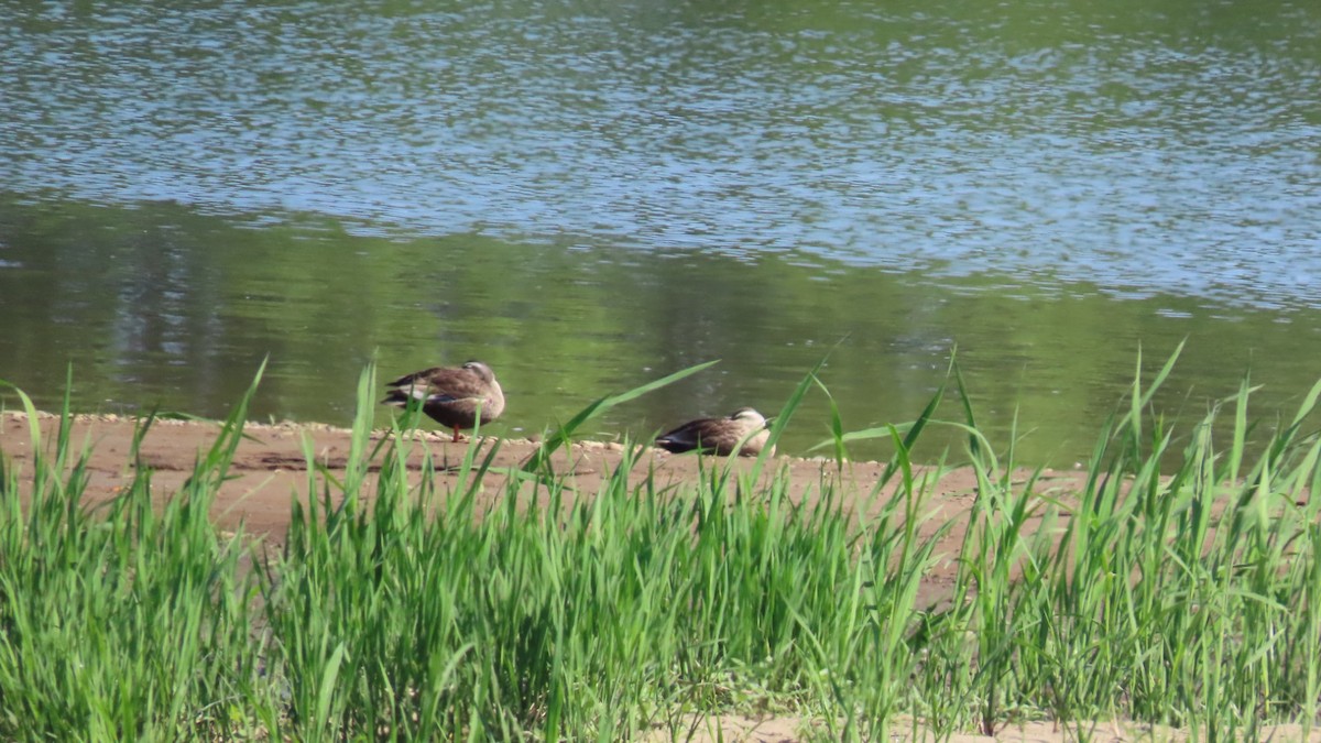 Eastern Spot-billed Duck - YUKIKO ISHIKAWA