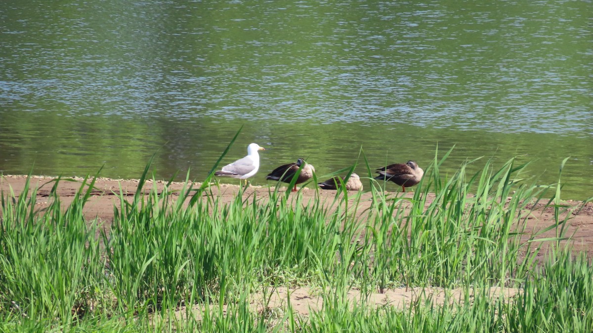 Eastern Spot-billed Duck - YUKIKO ISHIKAWA