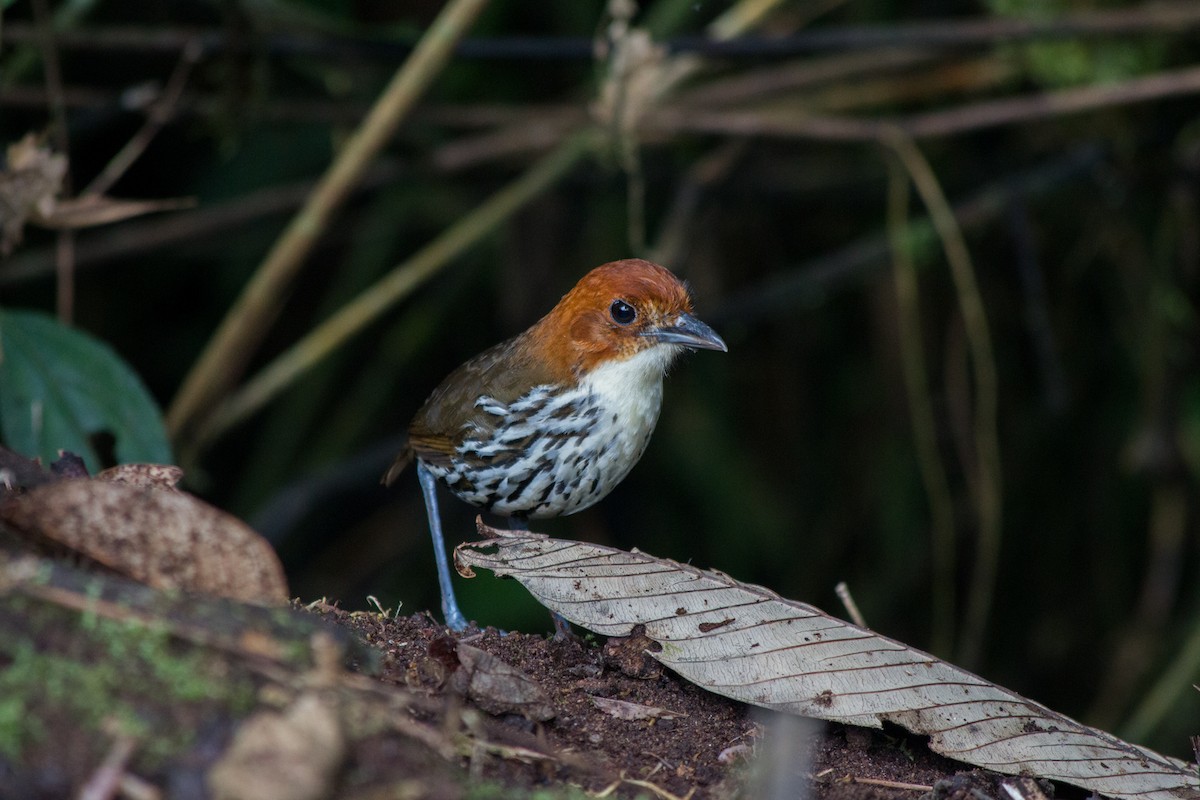 Chestnut-crowned Antpitta - ML619429270