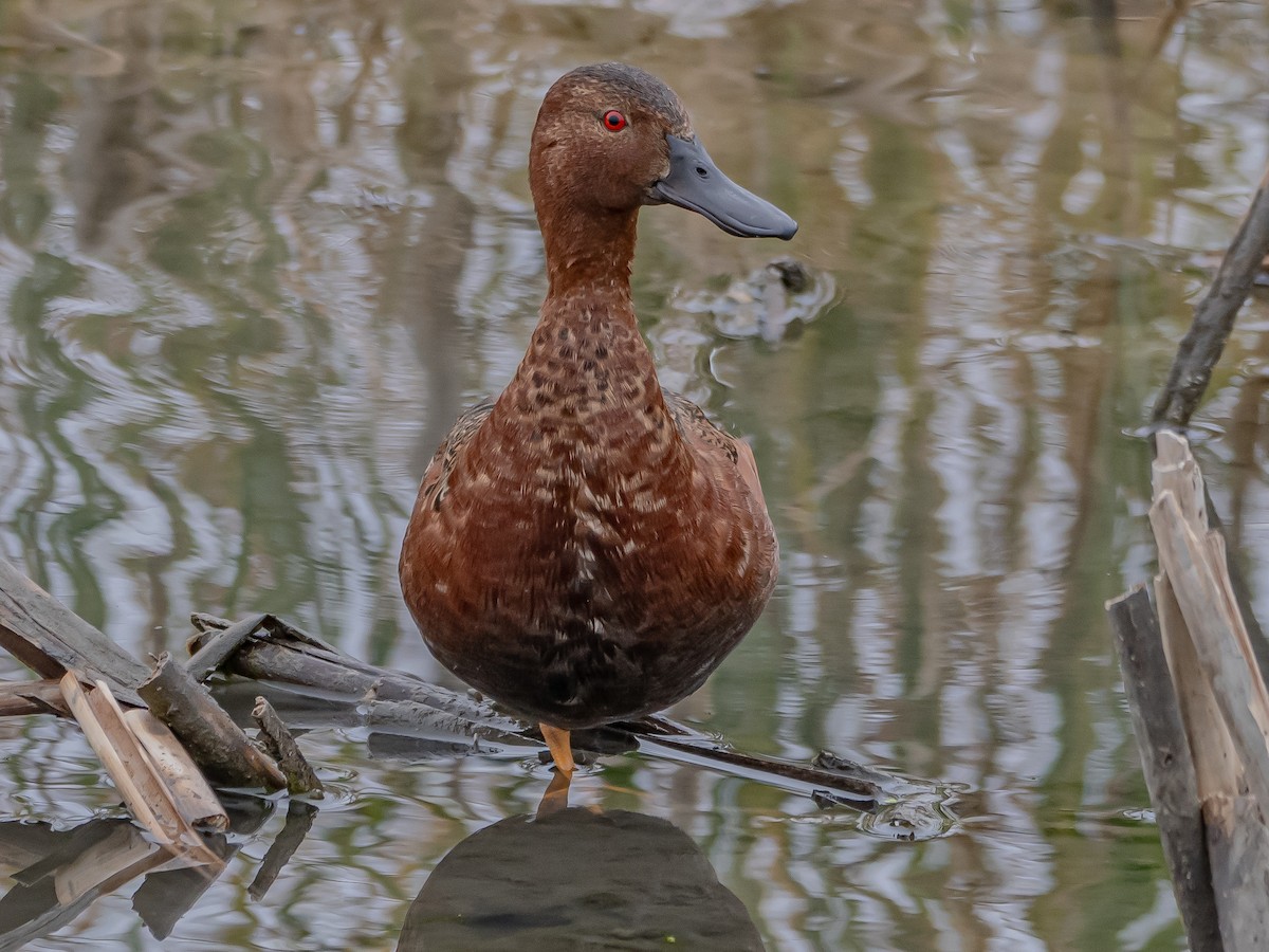 Cinnamon Teal - Arnold Joe