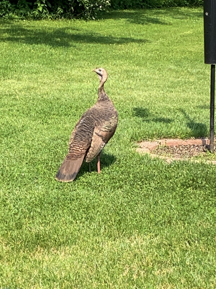 Wild Turkey - Raymond Rosselot