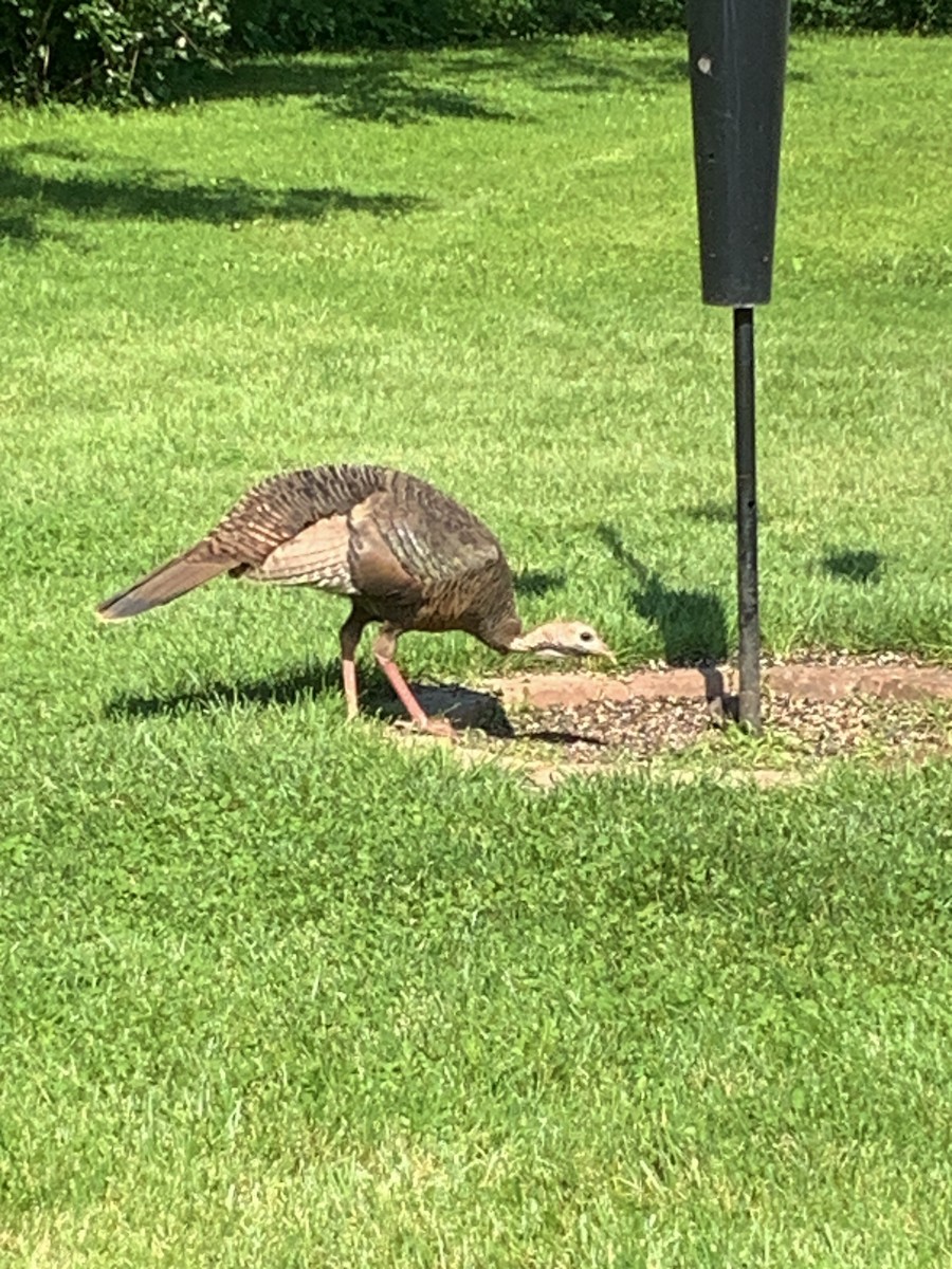 Wild Turkey - Raymond Rosselot