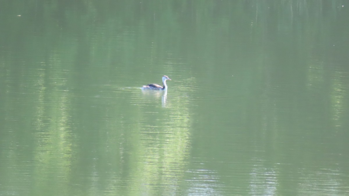 Great Crested Grebe - YUKIKO ISHIKAWA