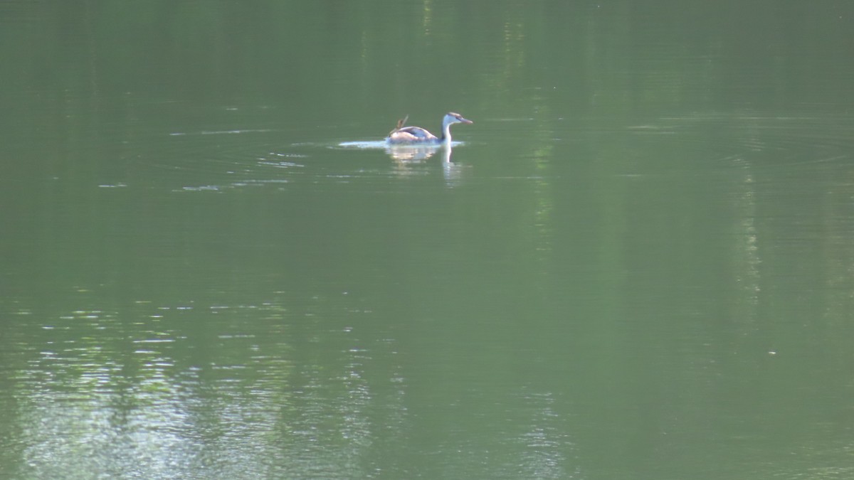 Great Crested Grebe - ML619429285