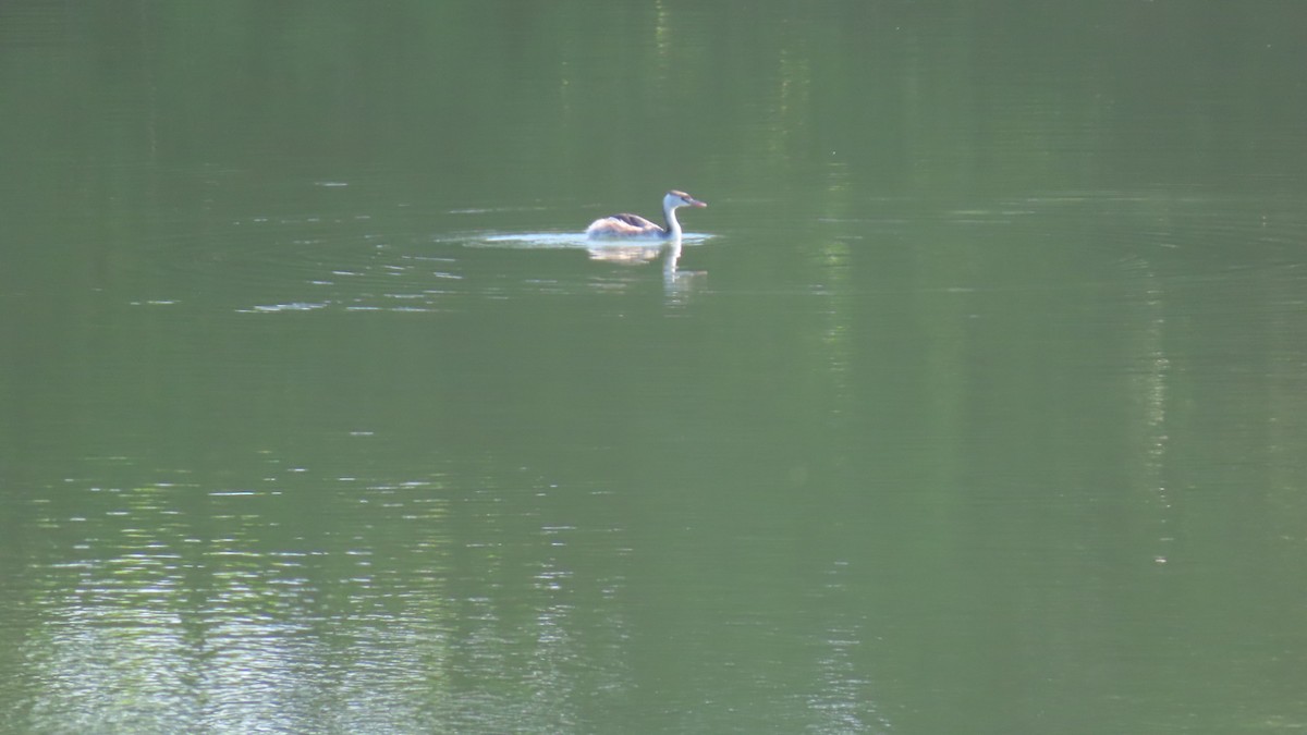 Great Crested Grebe - ML619429286