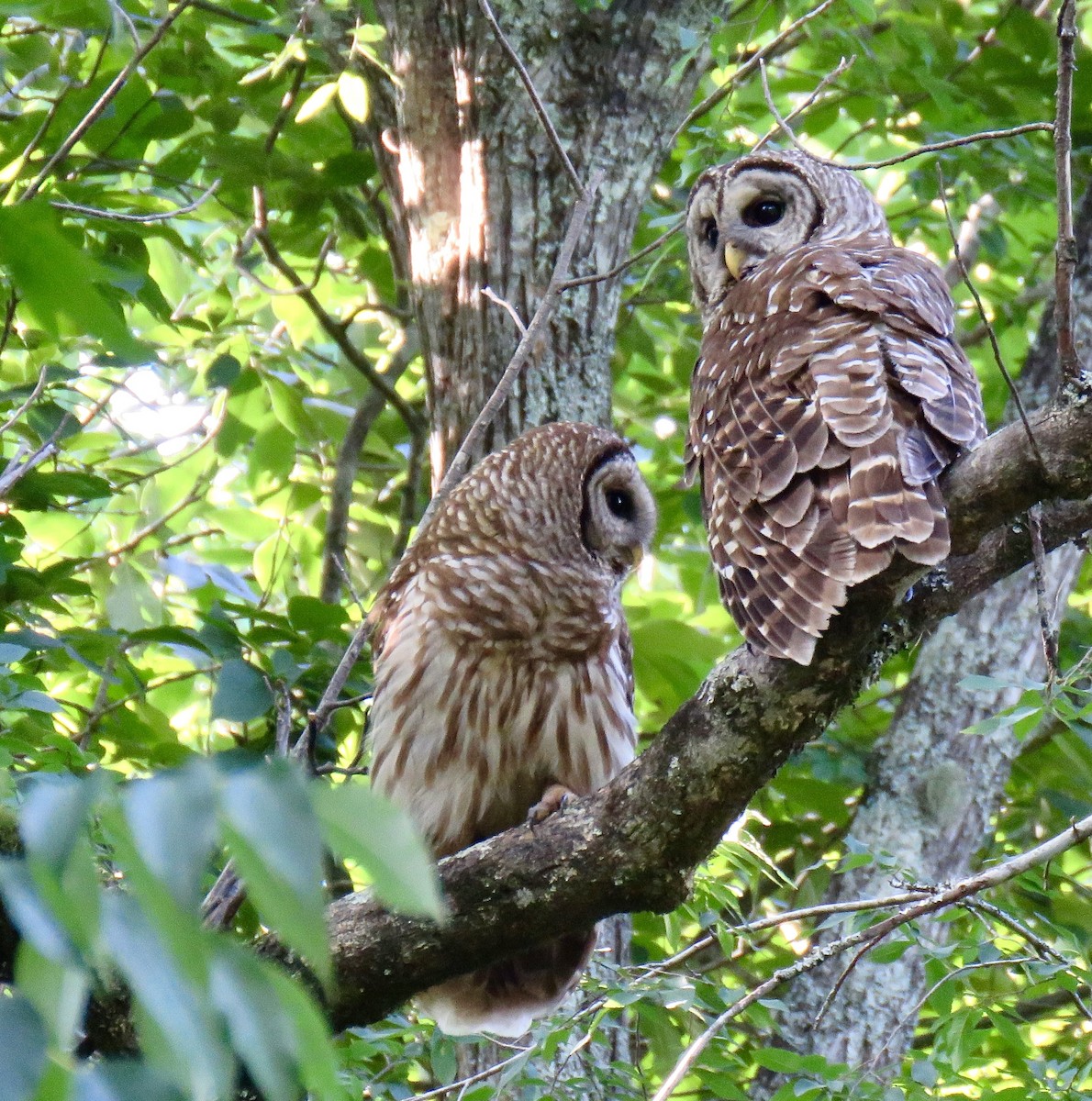 Barred Owl - ML619429292