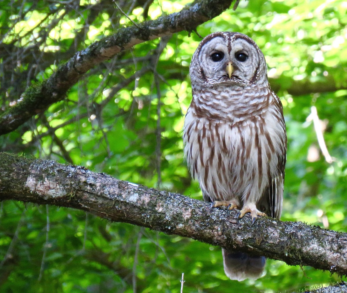 Barred Owl - ML619429293