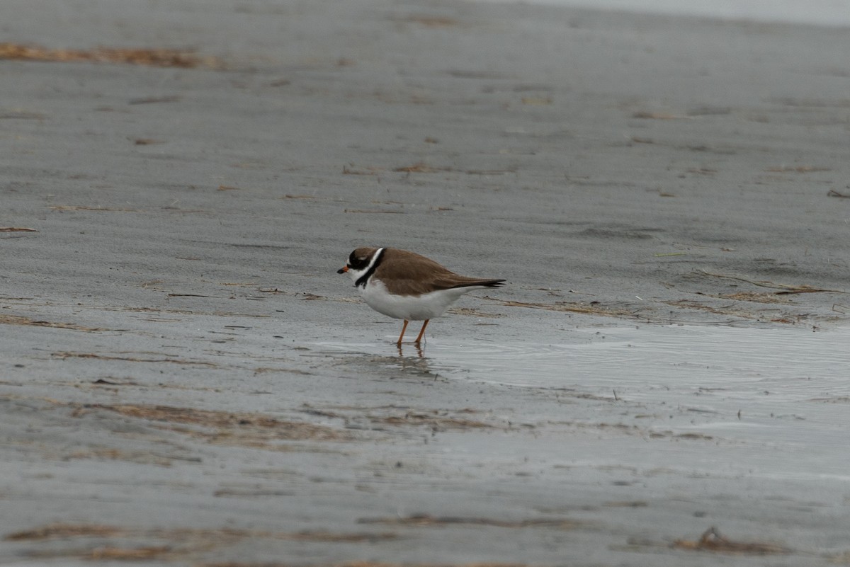 Semipalmated Plover - David Broska