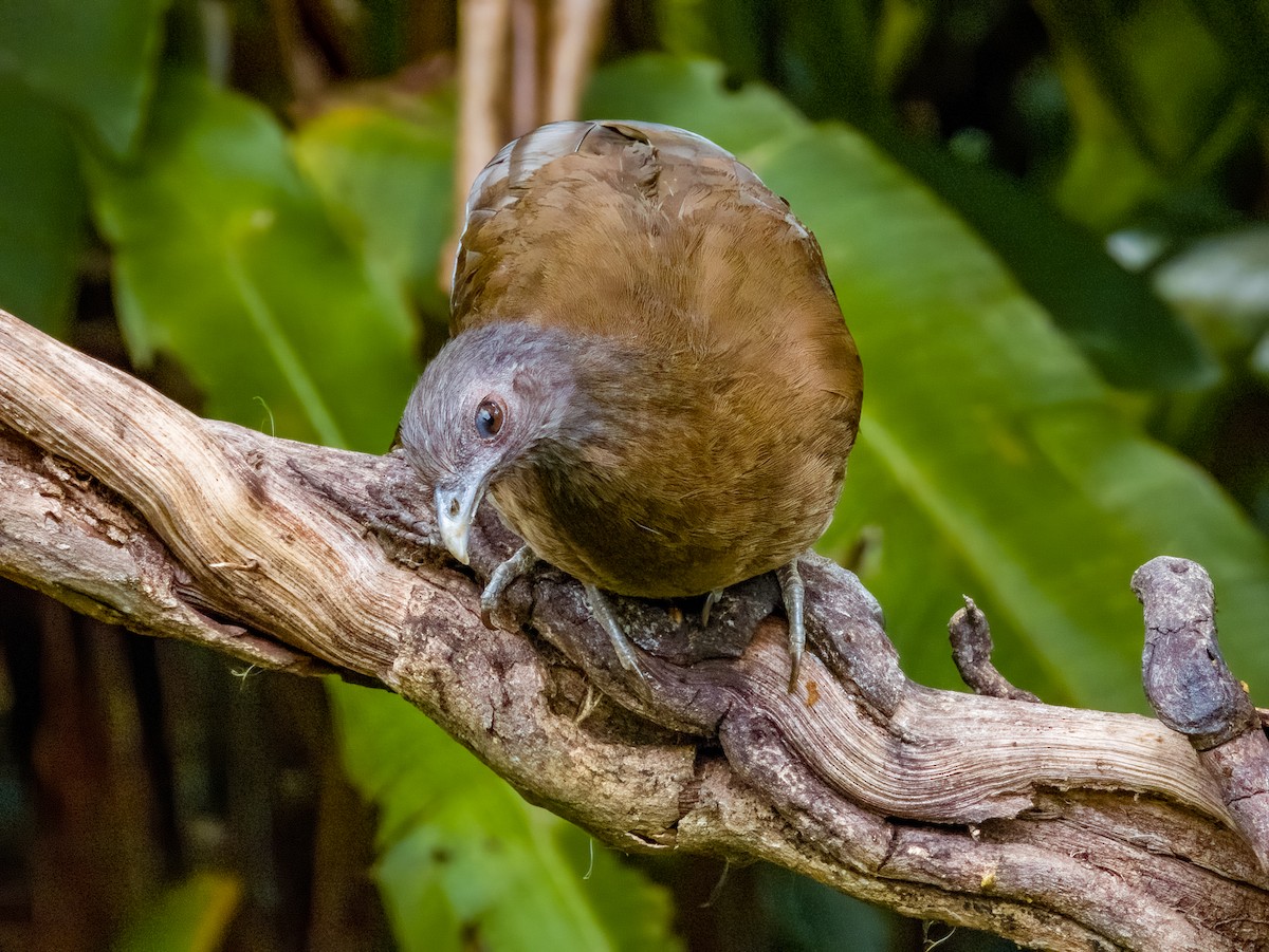 Gray-headed Chachalaca - Imogen Warren