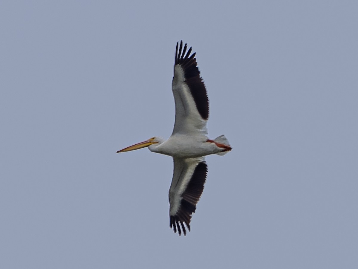 American White Pelican - Arnold Joe