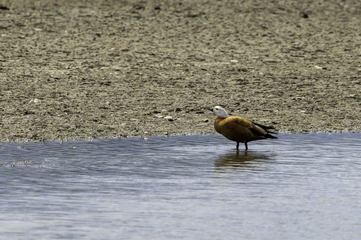 Ruddy Shelduck - Holger Schneider