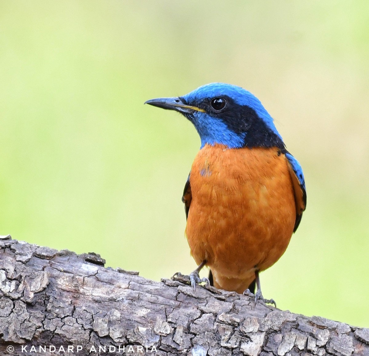 Blue-capped Rock-Thrush - Kandarp  Andharia