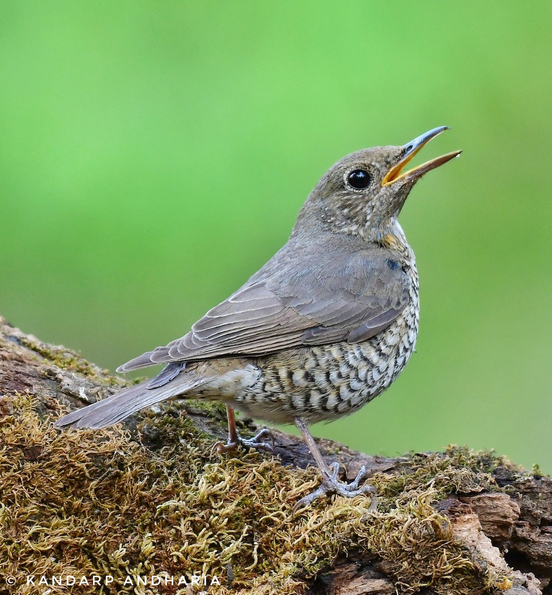 Blue-capped Rock-Thrush - Kandarp  Andharia