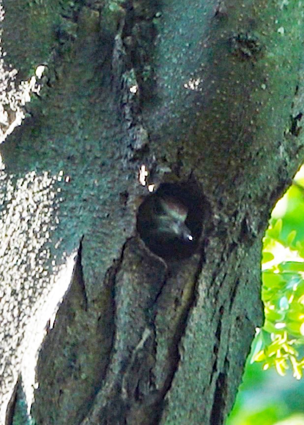 Iberian Green Woodpecker - Diane Drobka