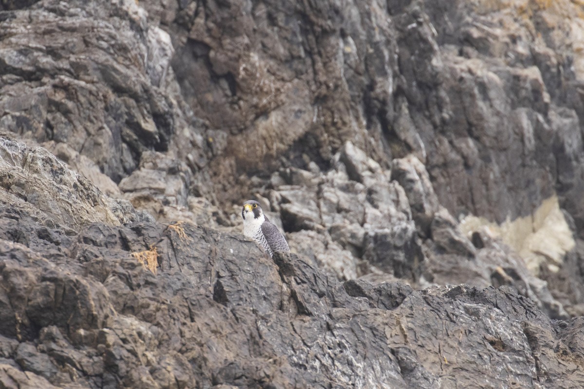 Peregrine Falcon - Mark Sawyer