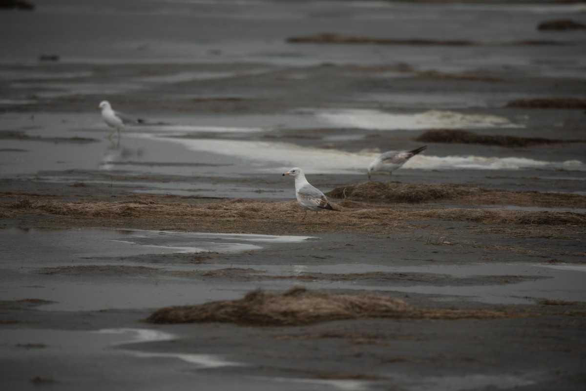 gull sp. - David Broska