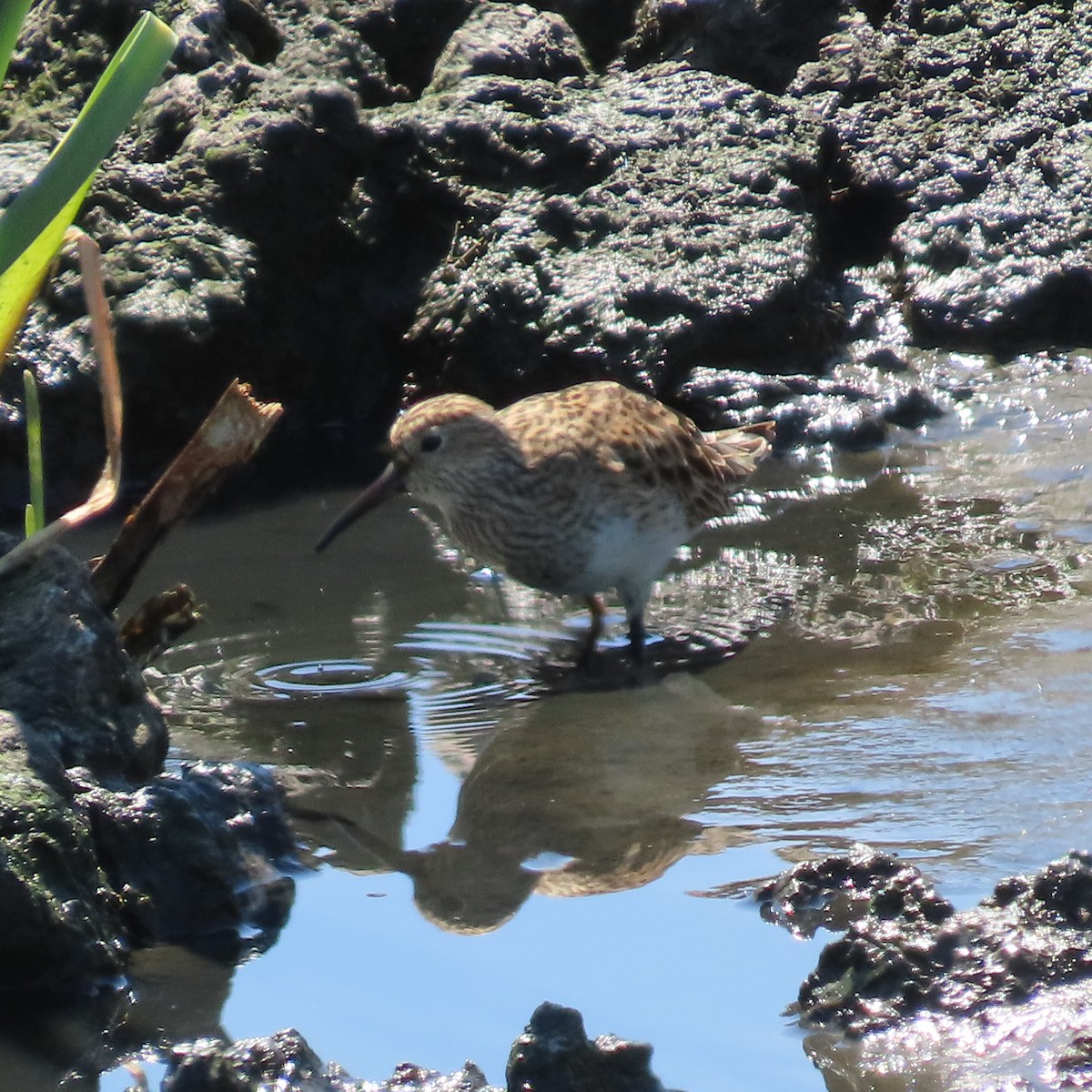 Pectoral Sandpiper - Suzanne Beauchesne