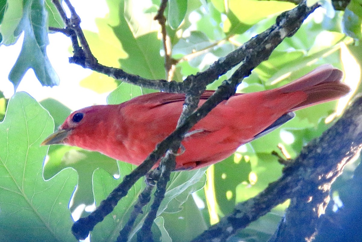 Summer Tanager - ML619429360