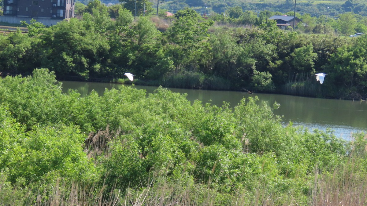 Great Egret - YUKIKO ISHIKAWA