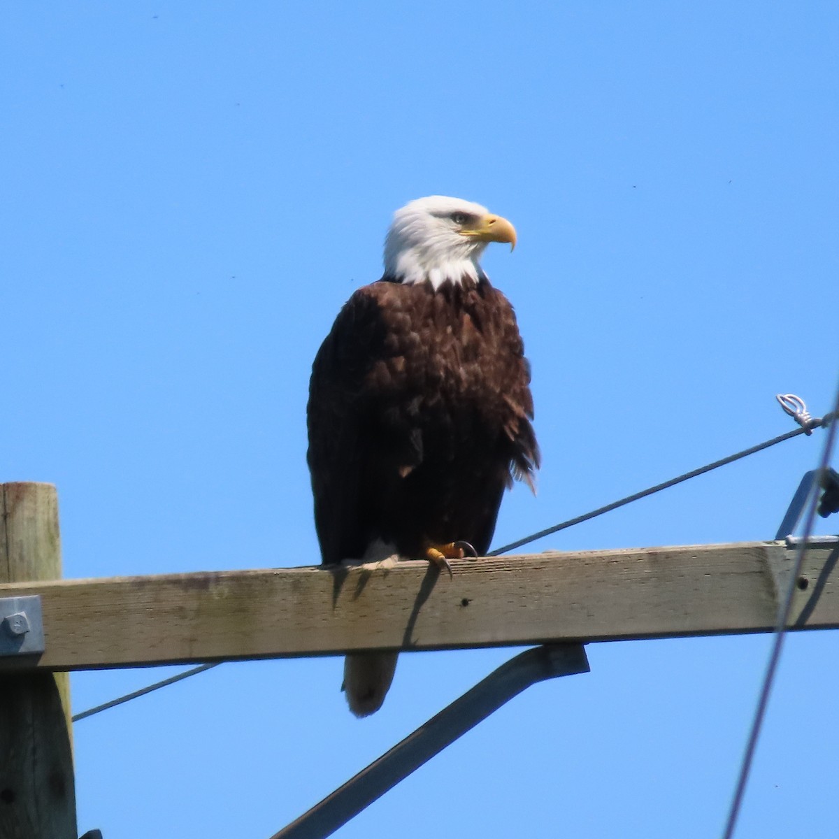 Bald Eagle - Suzanne Beauchesne