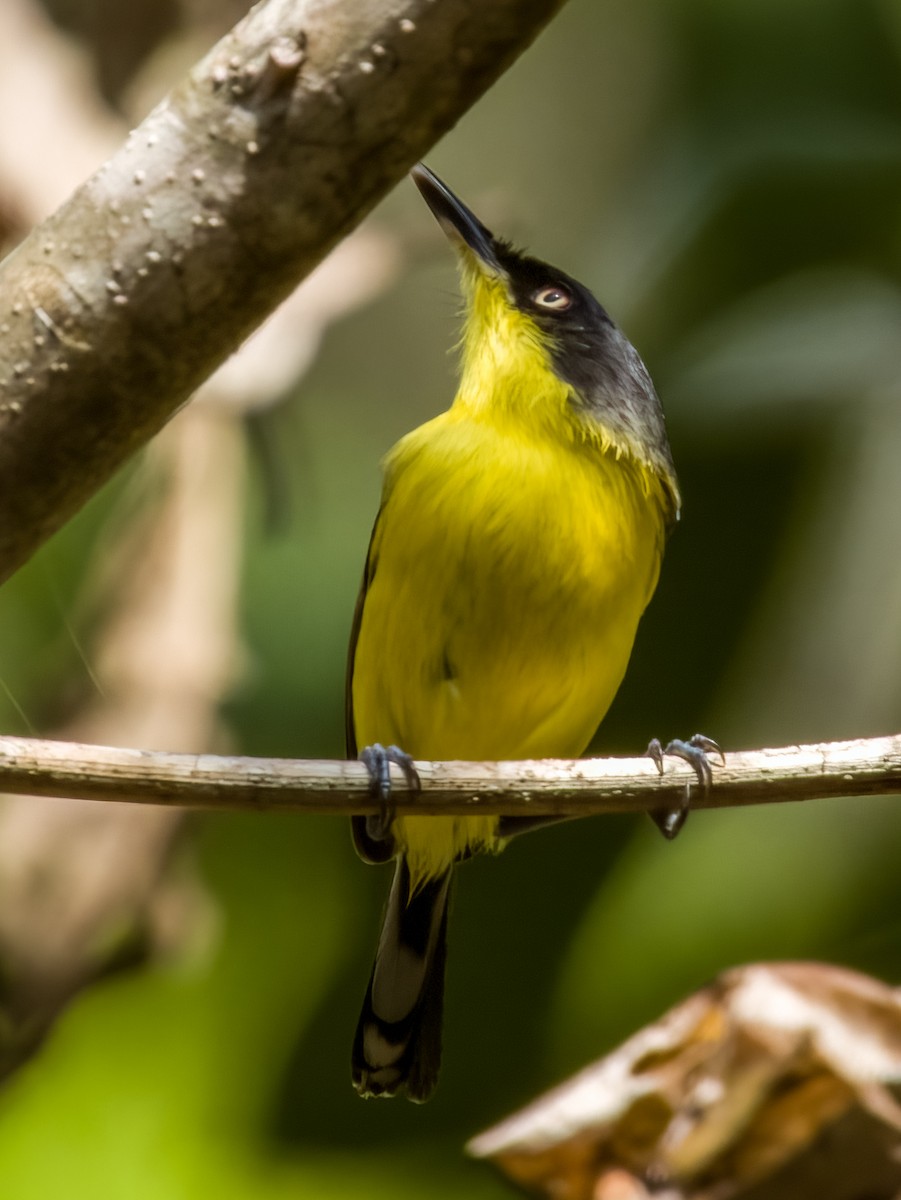 Common Tody-Flycatcher - Imogen Warren