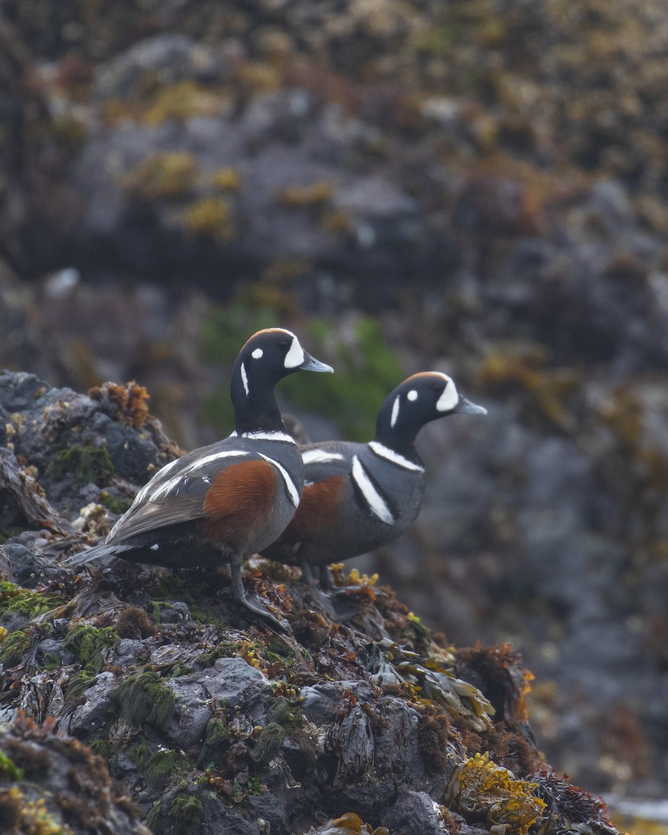 Harlequin Duck - Mark Sawyer