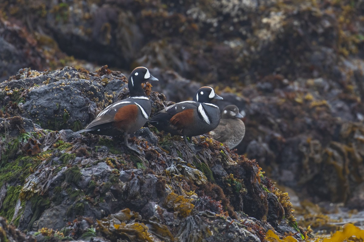 Harlequin Duck - Mark Sawyer