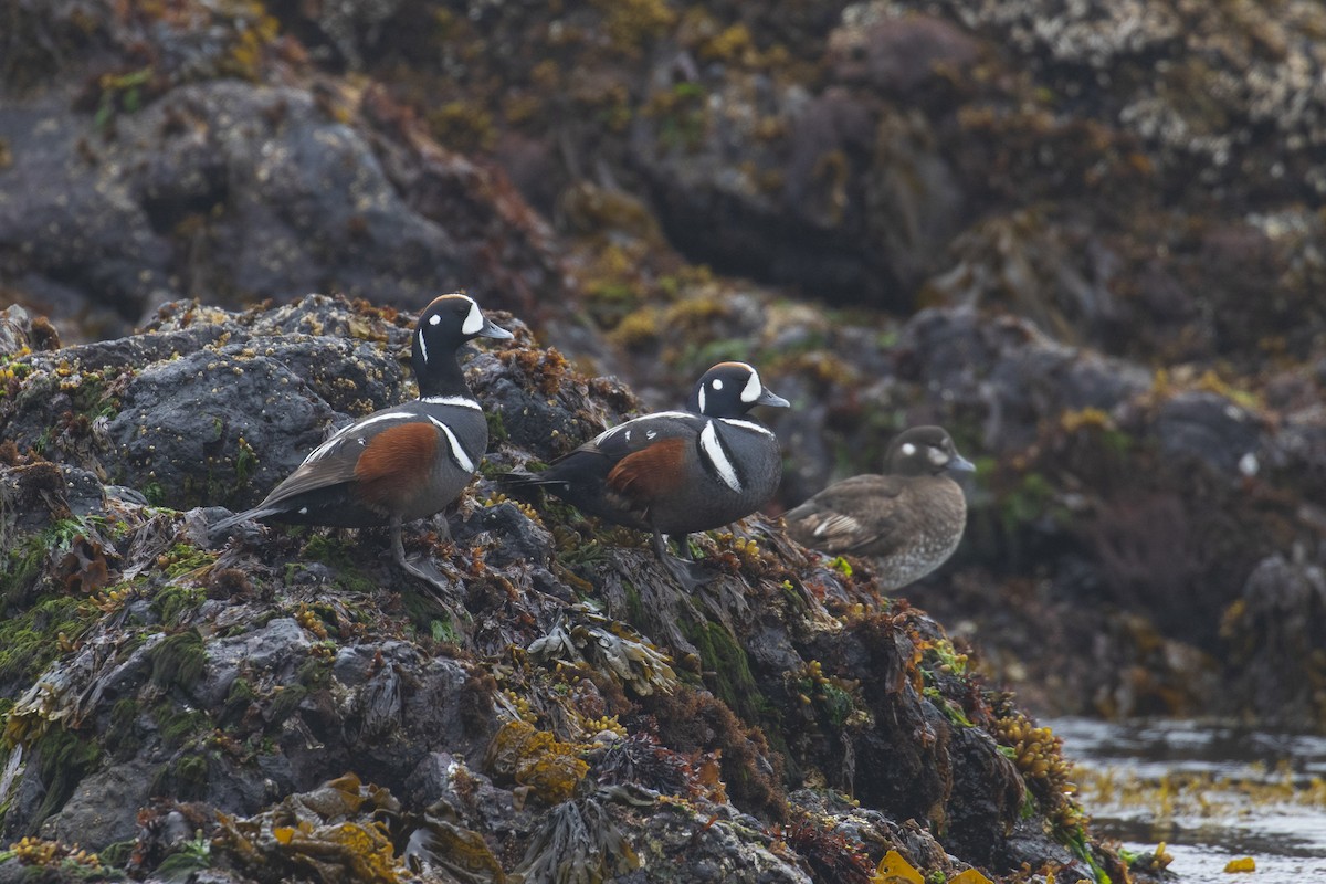 Harlequin Duck - Mark Sawyer