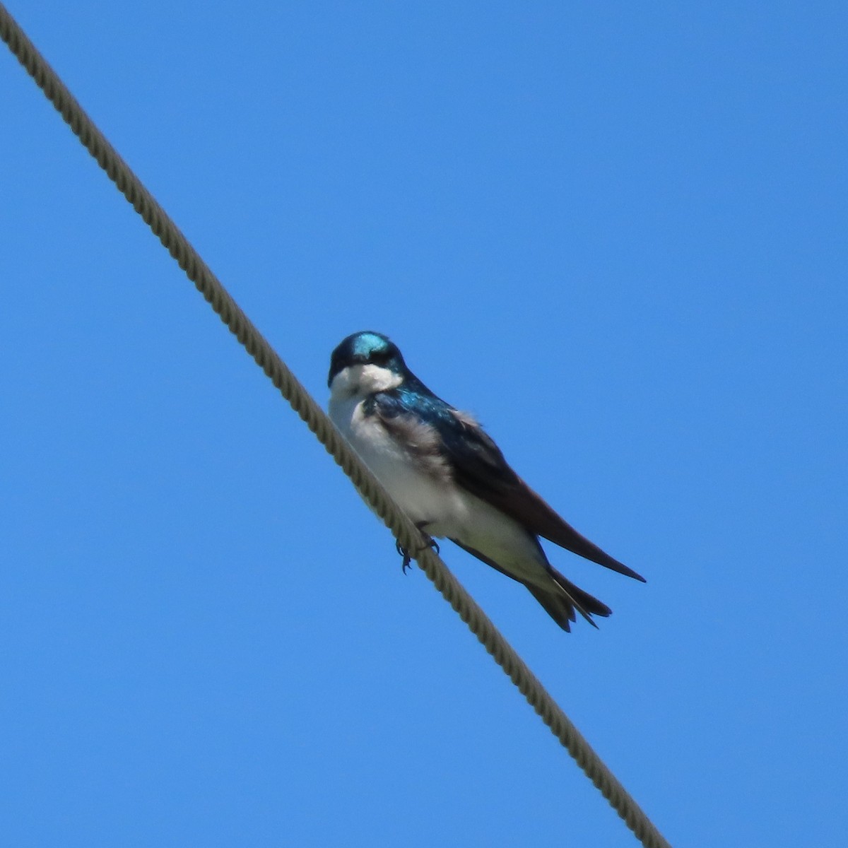 Tree Swallow - Suzanne Beauchesne