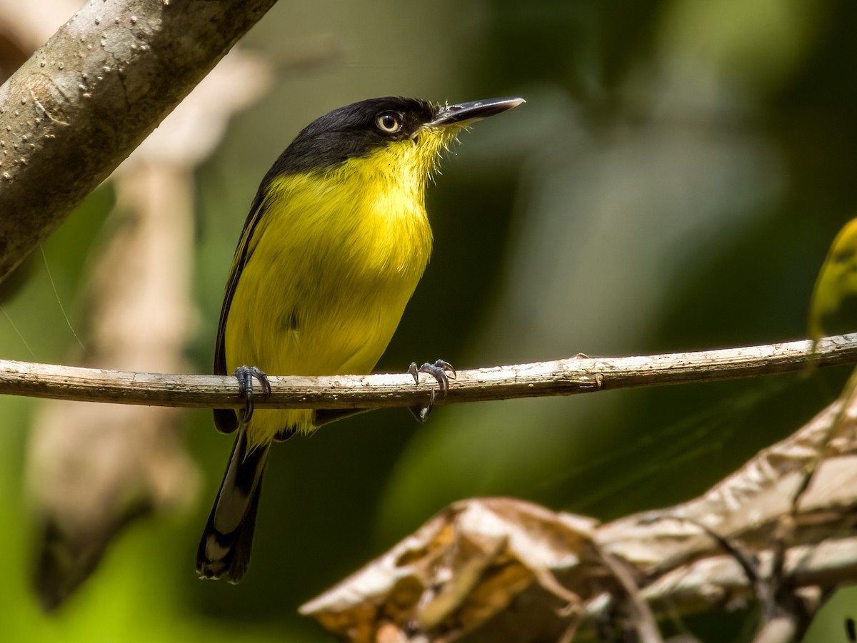 Common Tody-Flycatcher - Imogen Warren