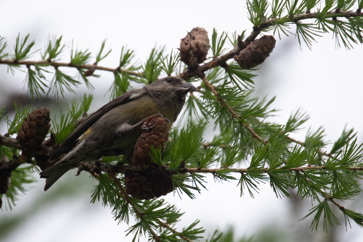 Red Crossbill - Philippe Hénault