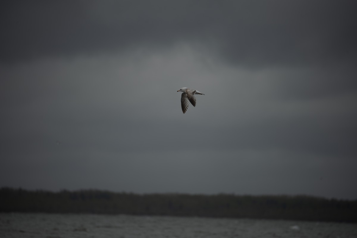 gull sp. - ML619429398