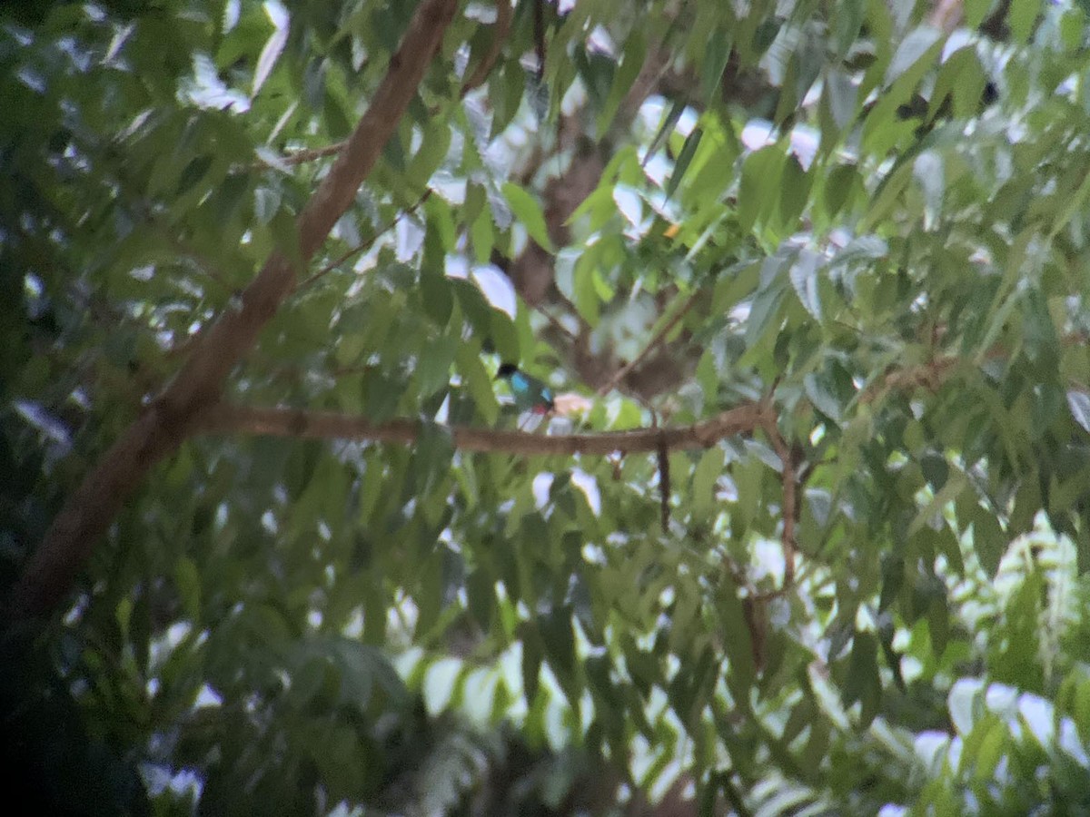 Western Hooded Pitta - GIAN MANUEL LOPEZ