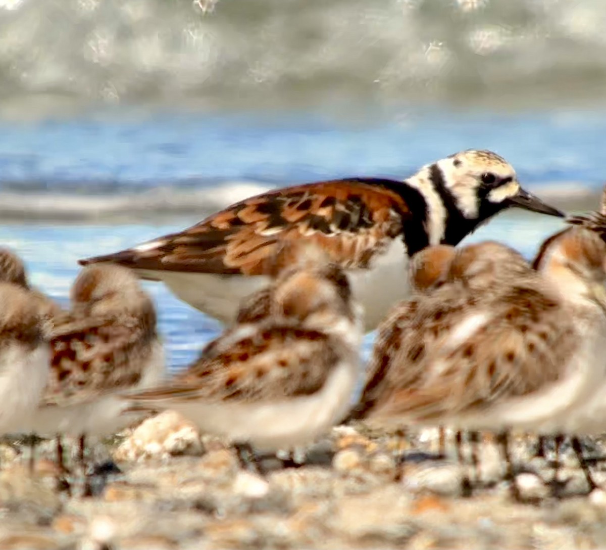 Ruddy Turnstone - Detlef Buettner