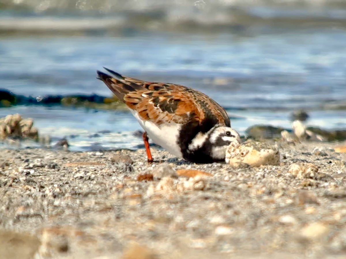 Ruddy Turnstone - Detlef Buettner