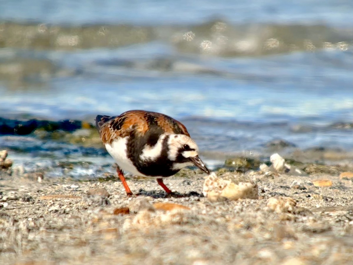 Ruddy Turnstone - Detlef Buettner