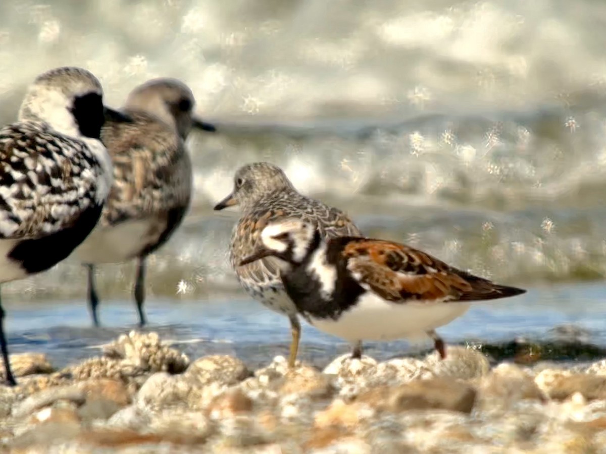 Ruddy Turnstone - Detlef Buettner