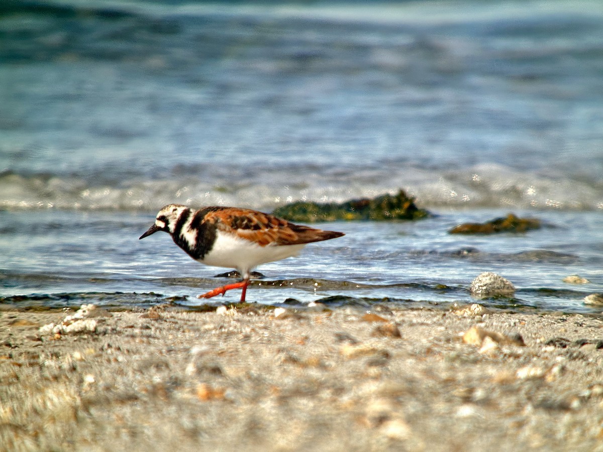 Ruddy Turnstone - Detlef Buettner